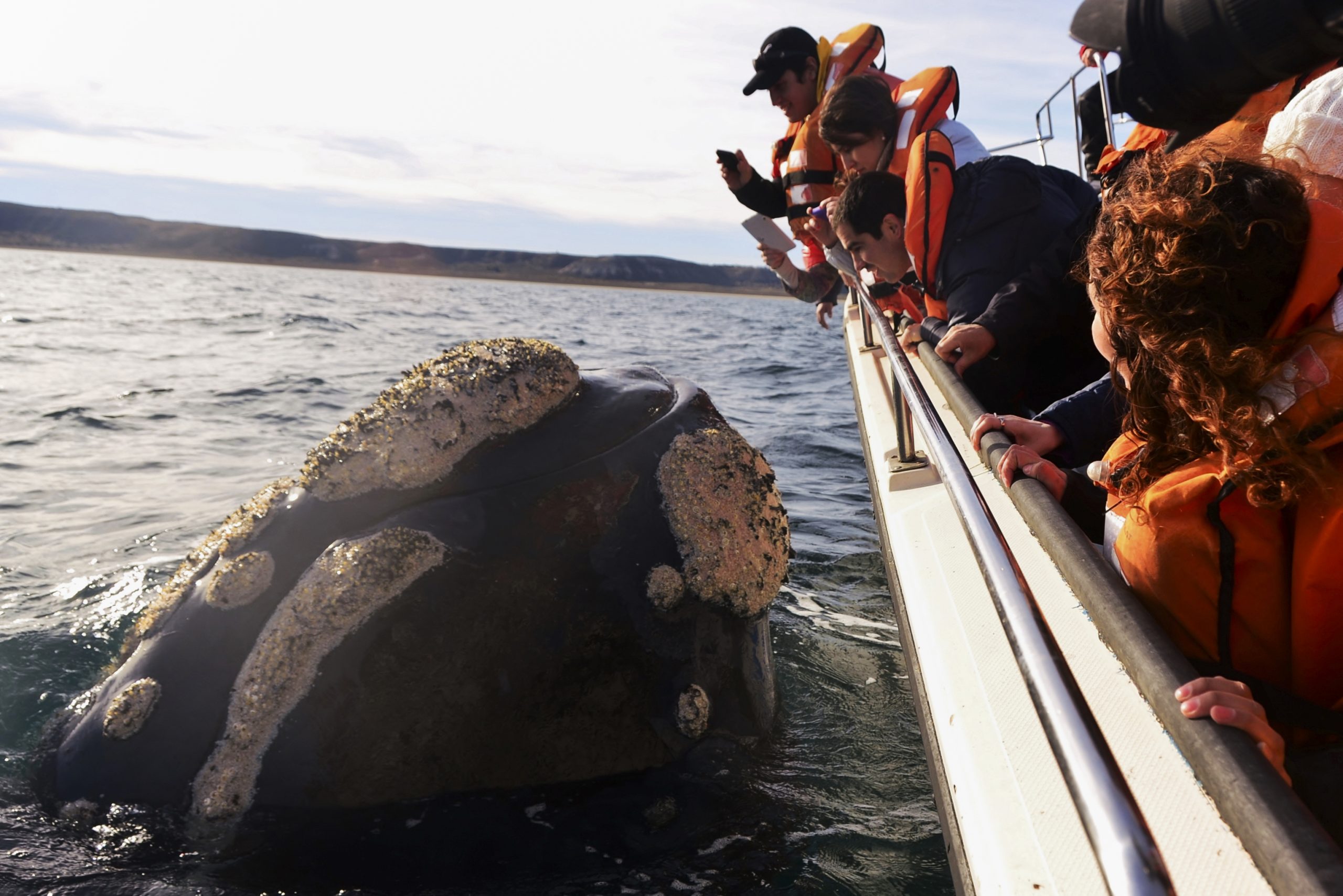 Whales044